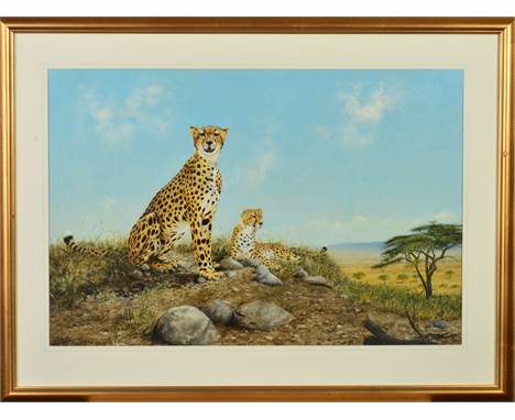 Cheetahs by Rex Flood - A Star Buy Item 