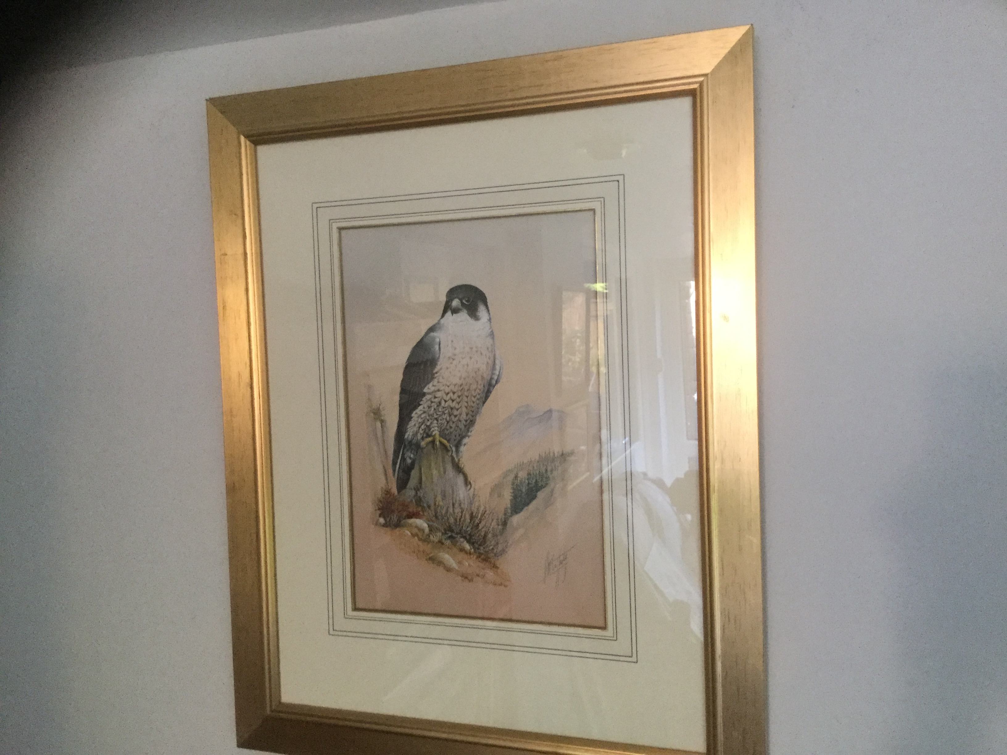 Peregrine Falcon â€œAt Homeâ€ by Jay McCafferty